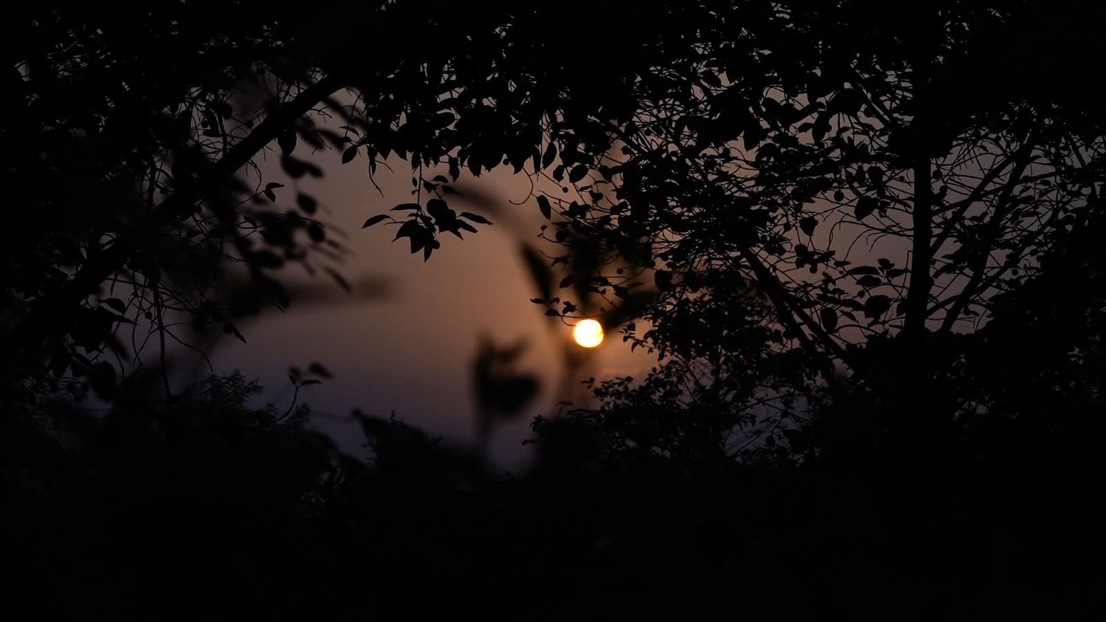Sole tra i rami al tramonto