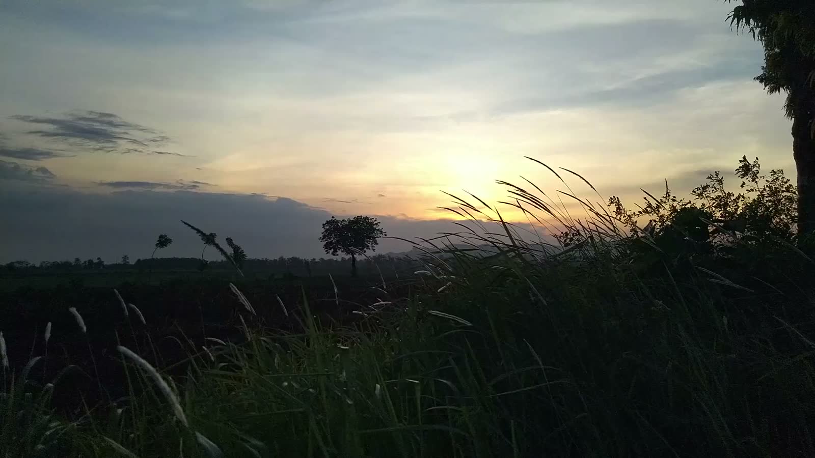 Campo di erba al tramonto, vento leggero