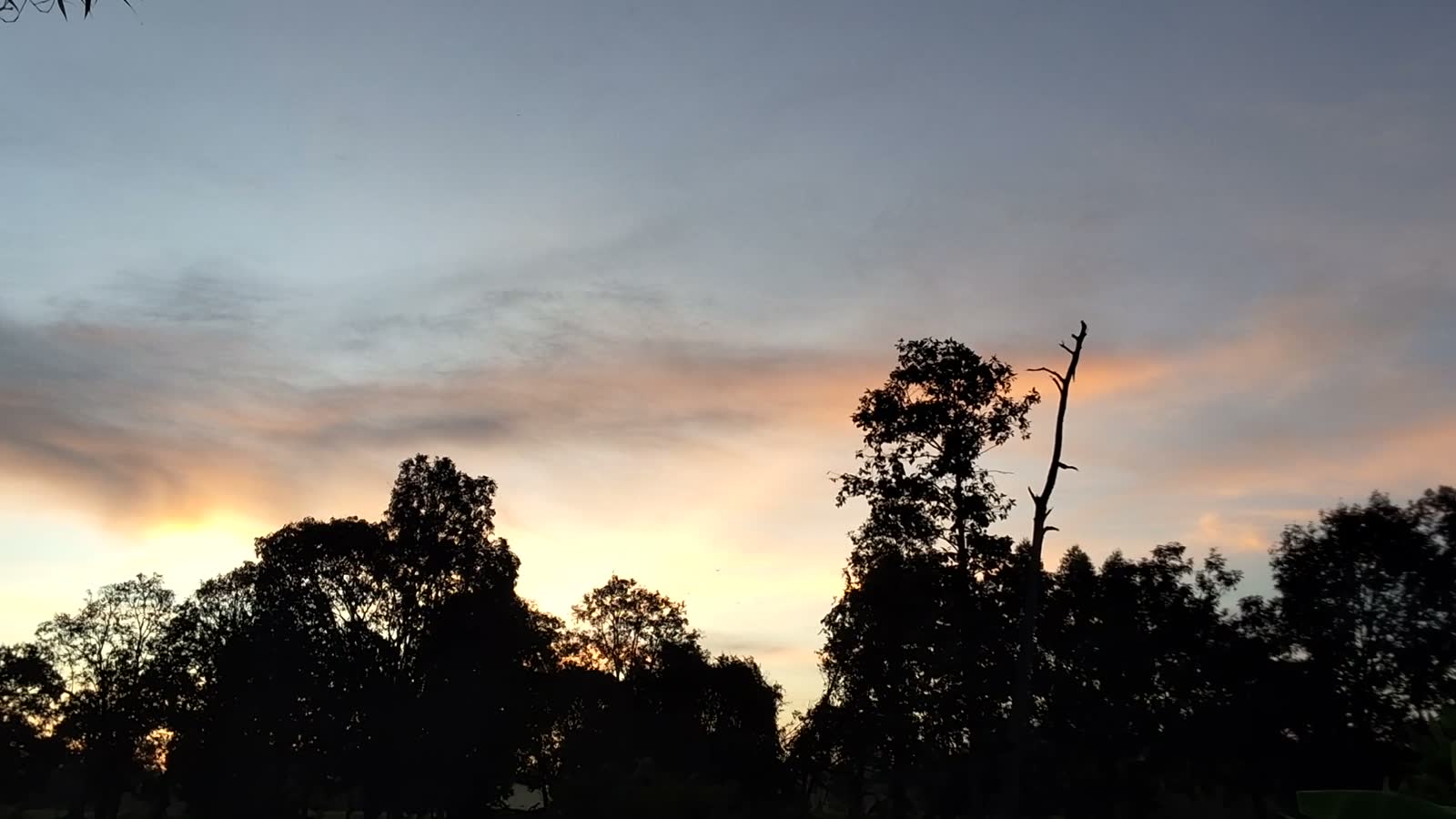Cielo crepuscolare con sagome di alberi